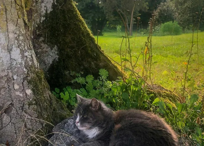 Historic Manor House At Gelskov Estate Ringe